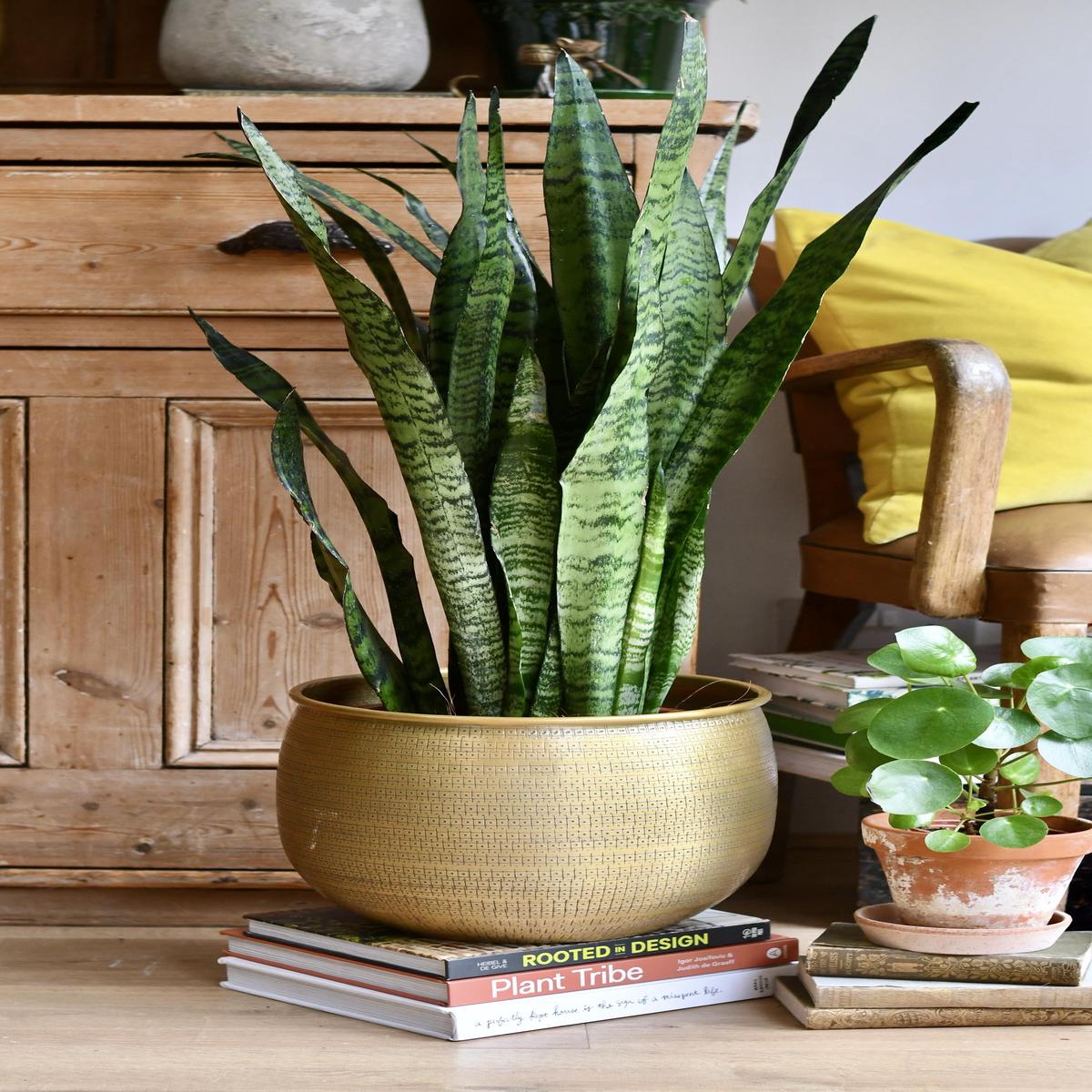 Sansevieria Trifasciata Zeylanica and Gold Etched Planter