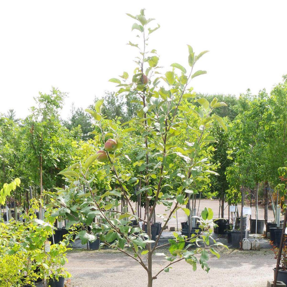 Snowsweet Apple Dwarf Tree