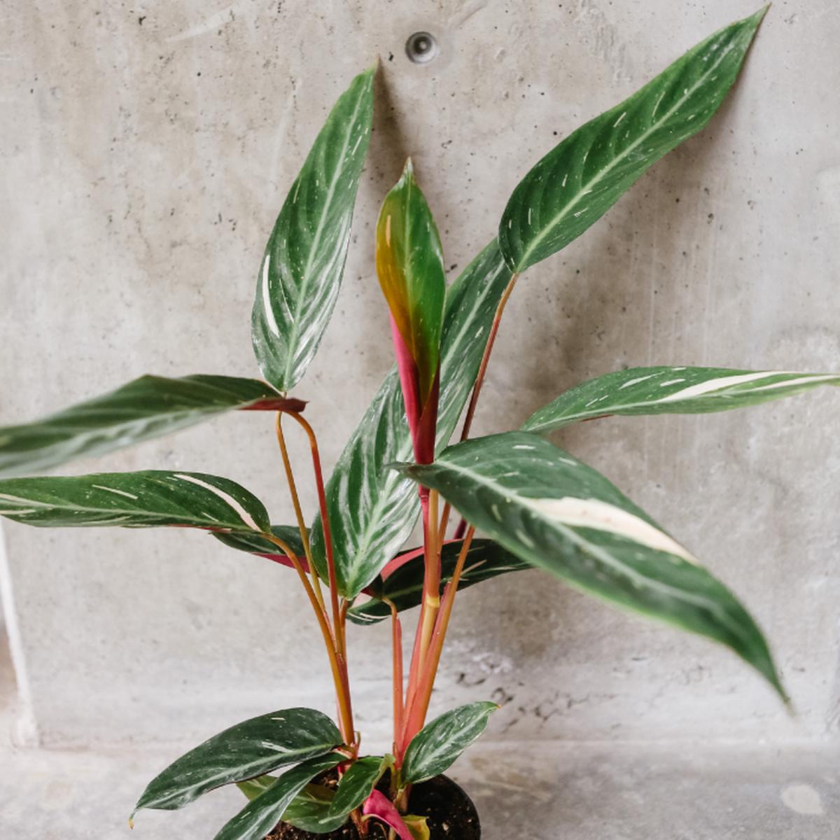 Stromanthe Magic Star