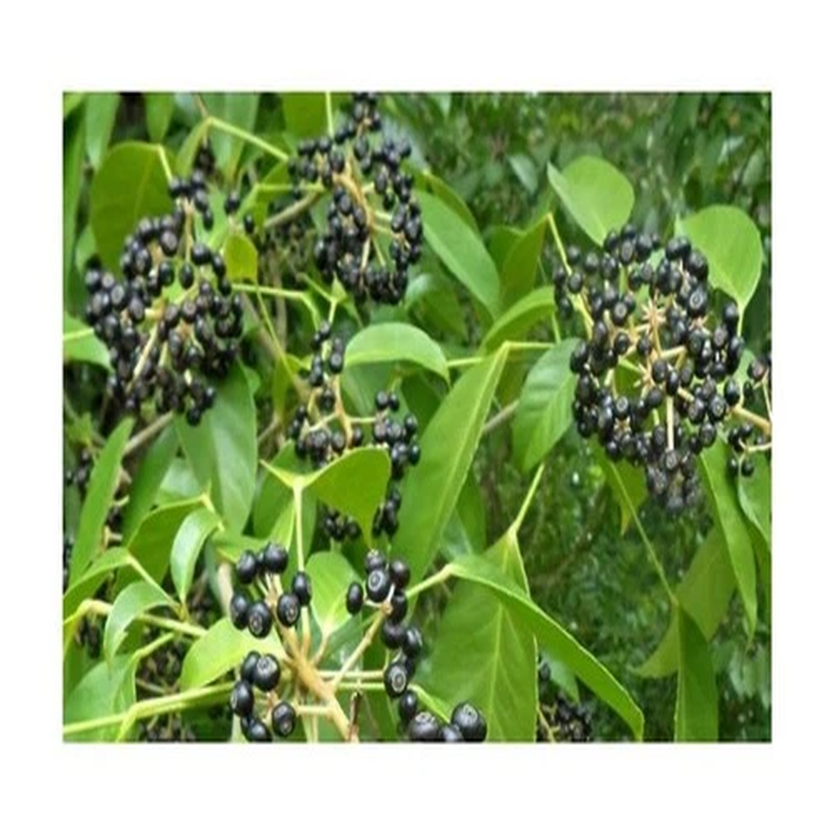 10x Dendropanax arboreus Angelica Ornamental Tree Garden Plants - Seeds B501