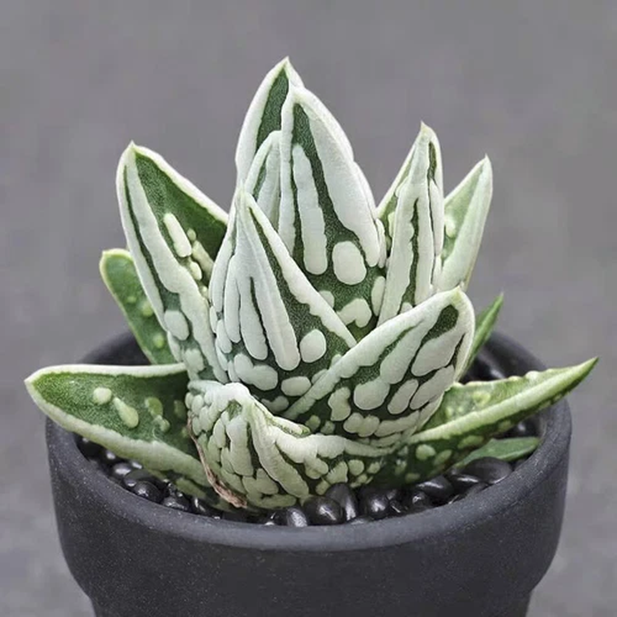 5CM Succulent Plant Haworthia Marginata Angels Tear Liliaceae Home Garden Plant