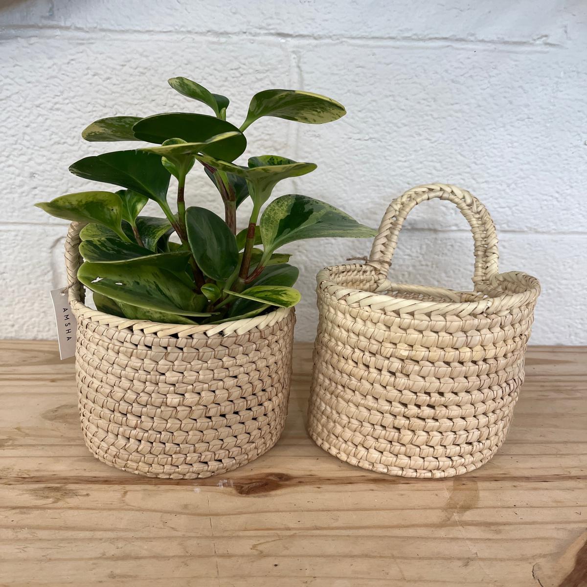 Cute Palm Hanging Plant Basket