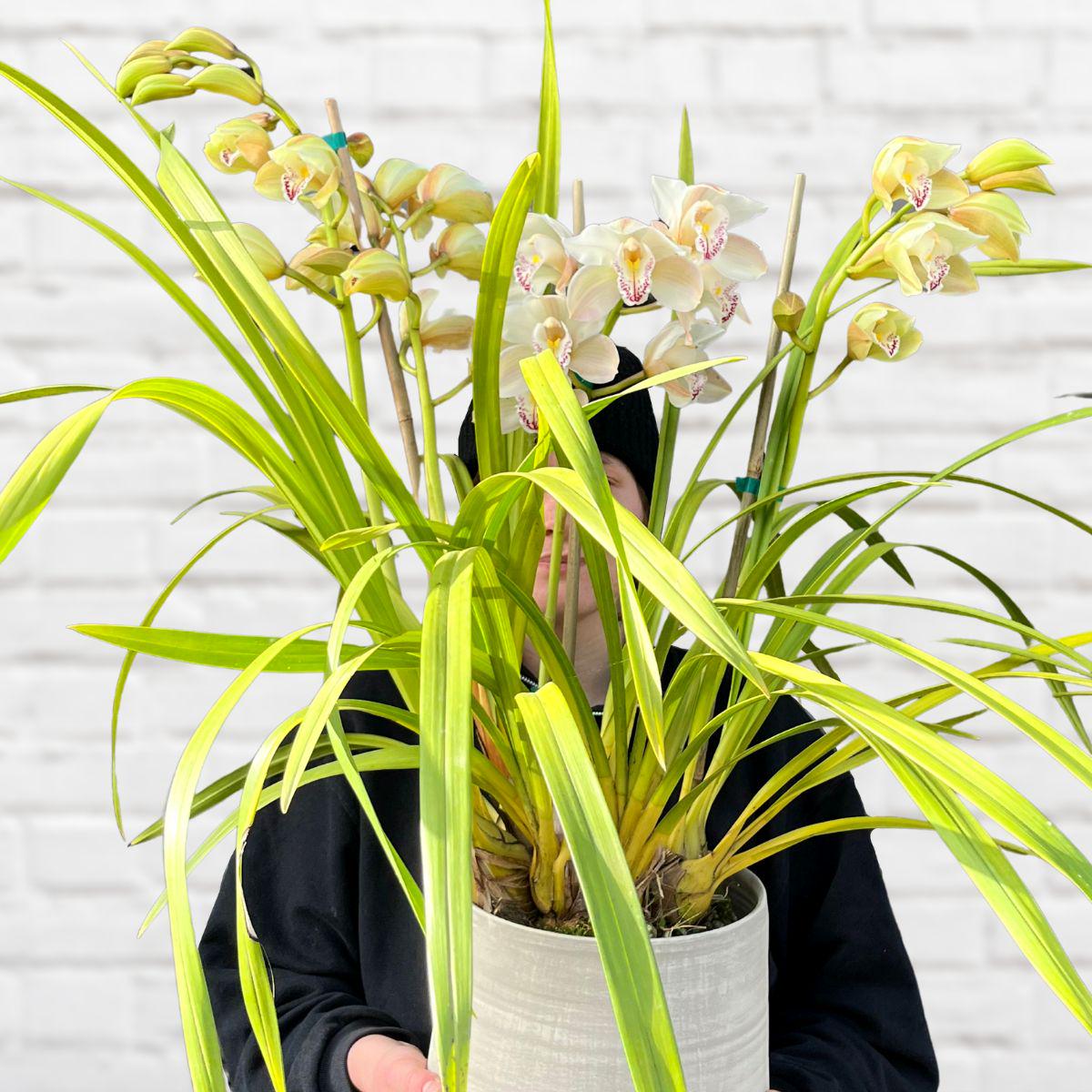 Cymbidium Orchid