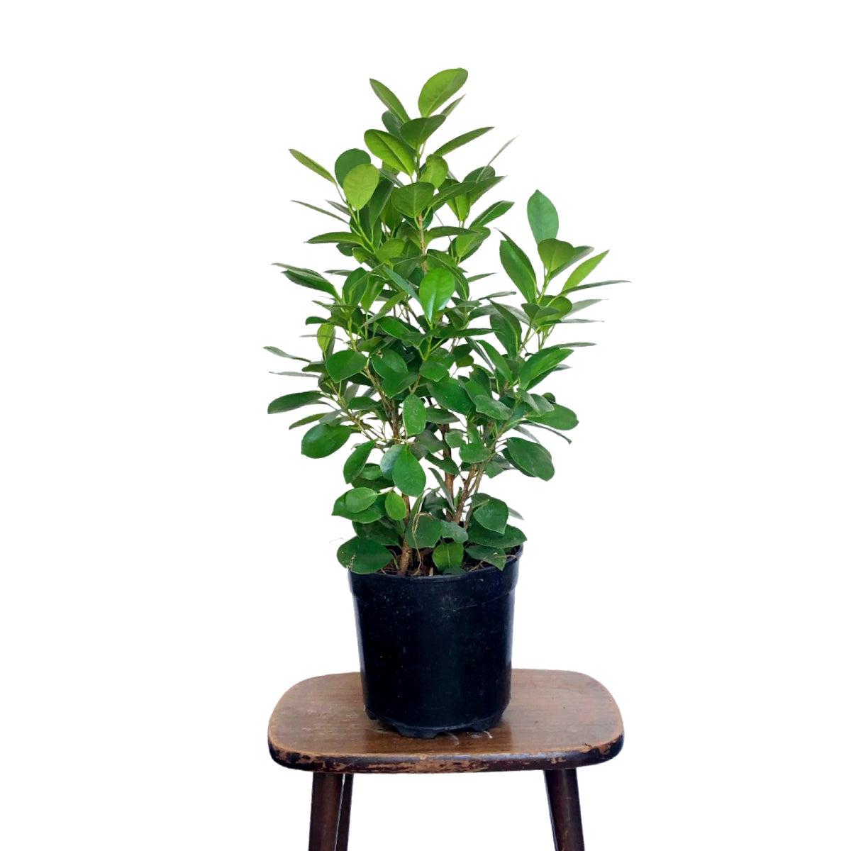 Ficus - Moclame