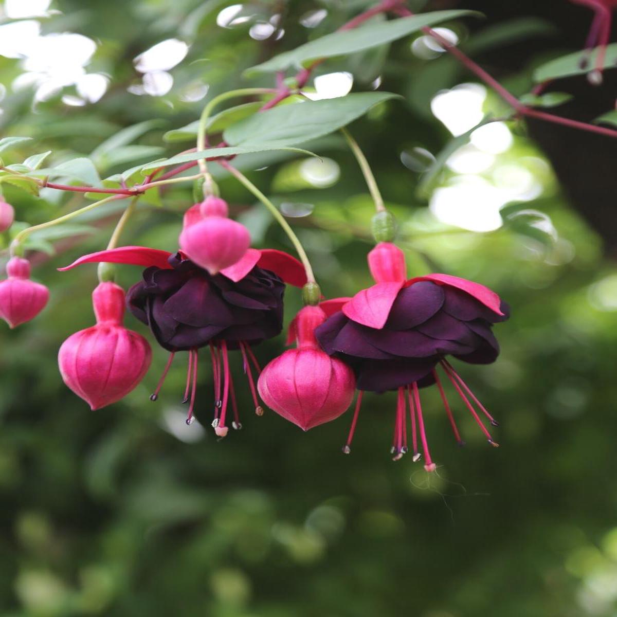 Fuchsia Basket | Blacky