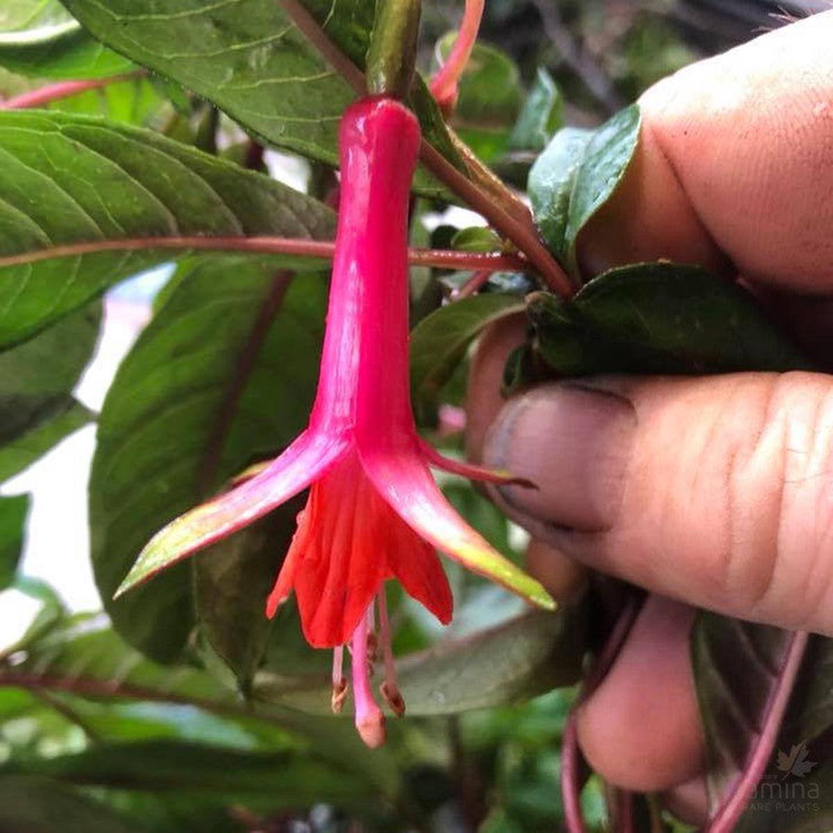 Fuchsia denticulata