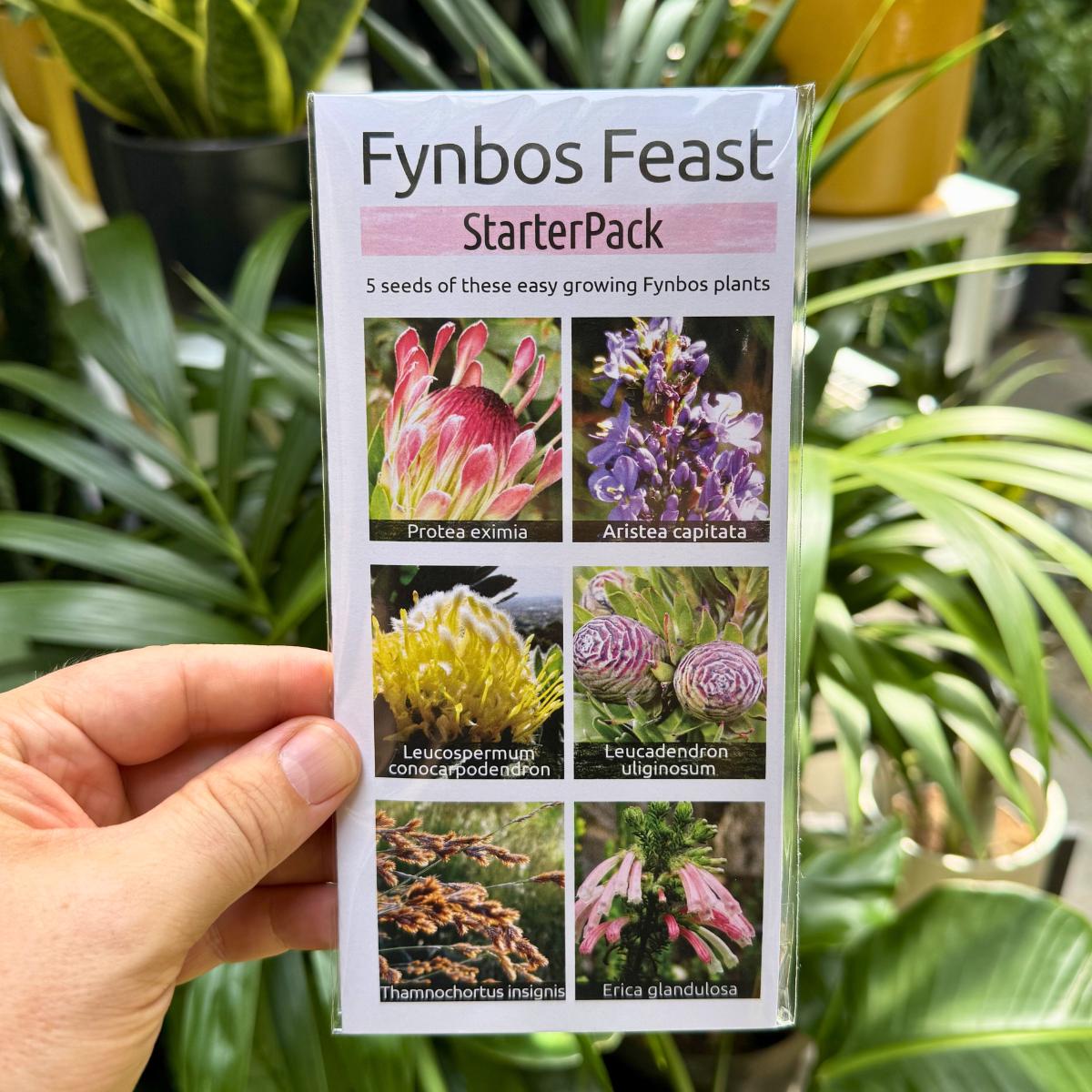 Fynbos Starter Pack: 6 Indigenous Species Seed Kit