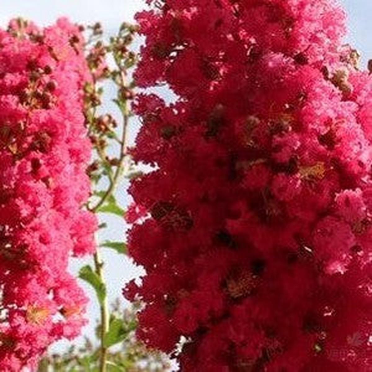 Lagerstroemia indica x L fauriei Tuscarora