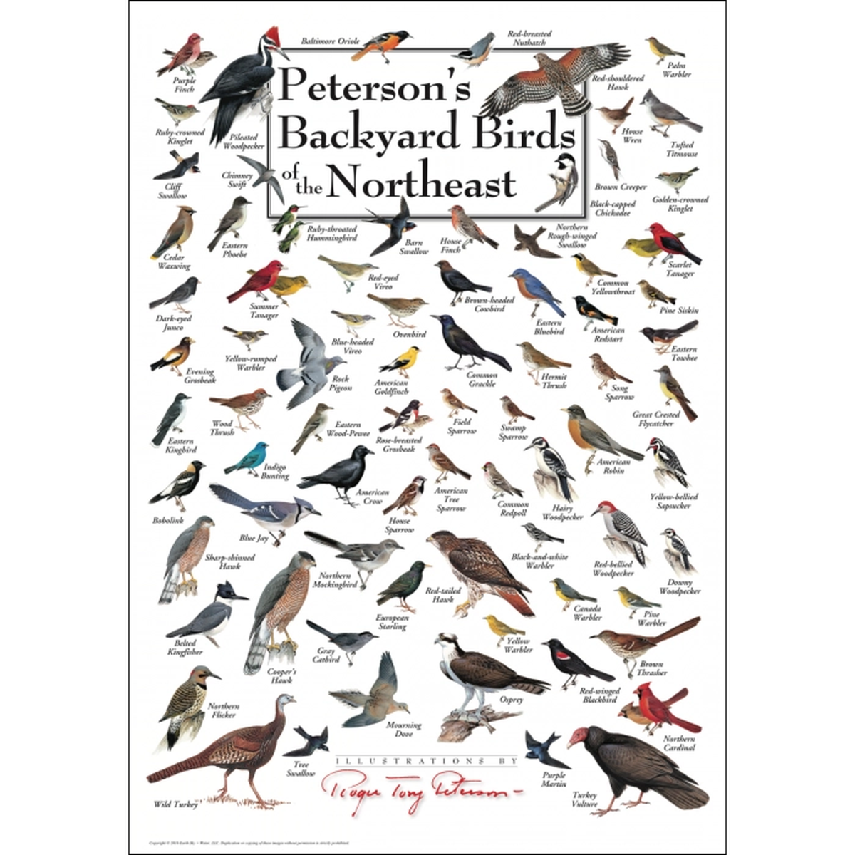 Northeast Wildlife Posters Assortment