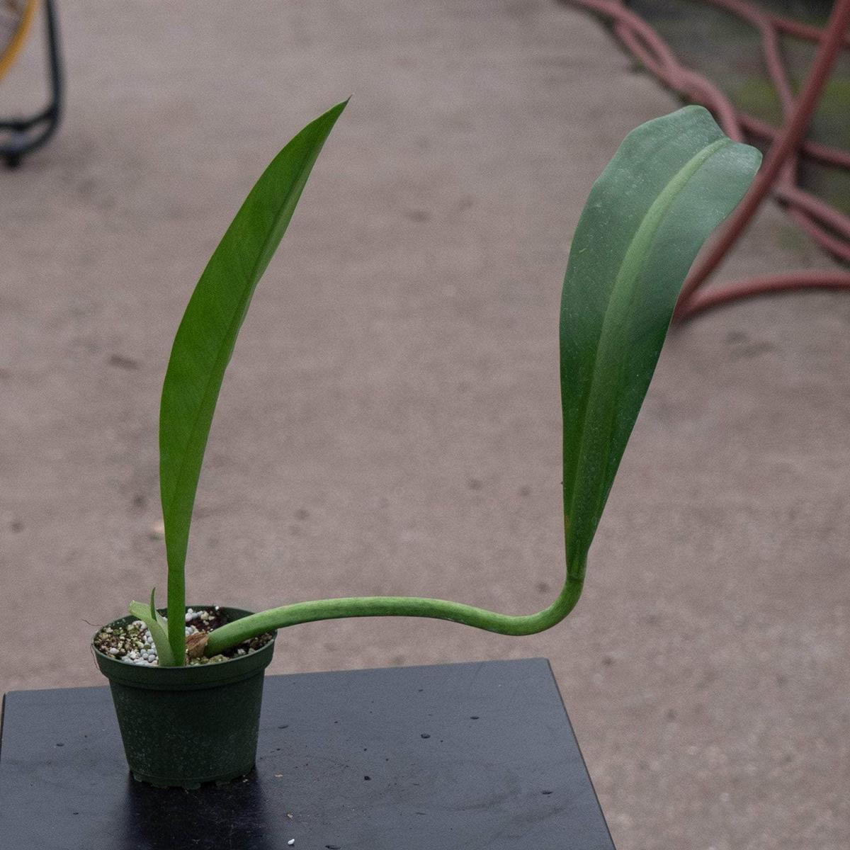 Philodendron crassinervium