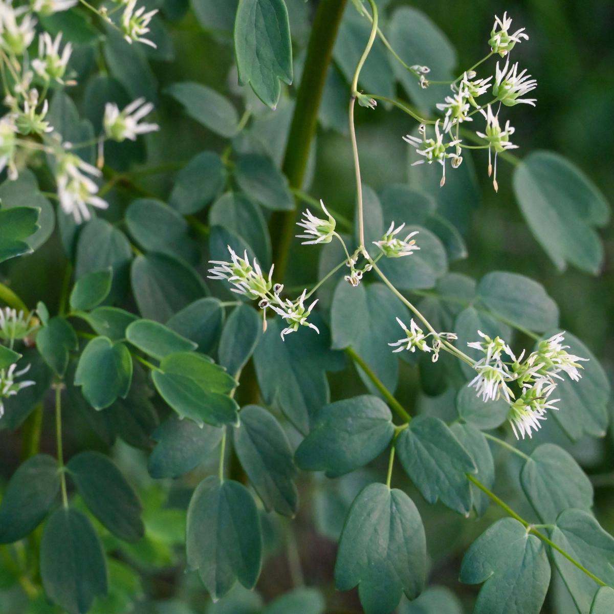 Purple Meadow Rue (Thalictrum dasycarpum)