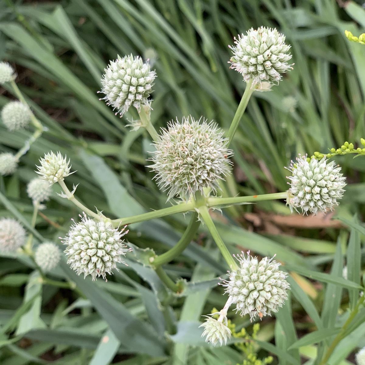 Rattlesnake Master (Eryngium yuccifolium) 1 GAL