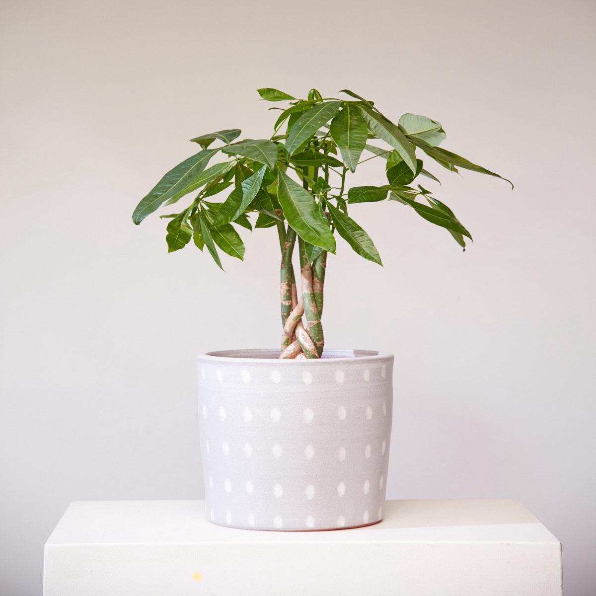 SPOT PLANTER Large 11.75 Inch
