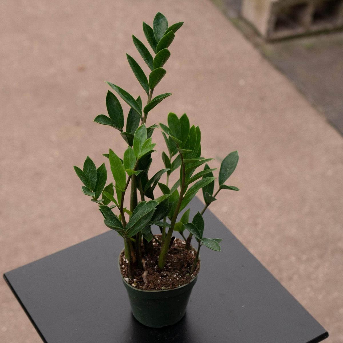 Zamioculcas zamiifolia 'Dwarf Zamicro'