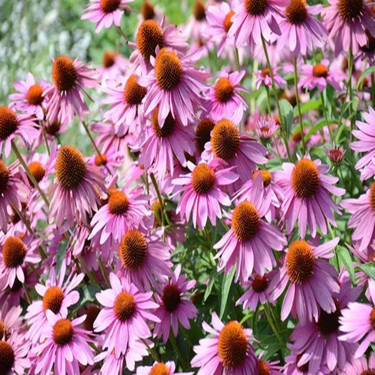 1000 PURPLE CONEFLOWER Echinacea Purpurea Flower Seeds *Flat S/H