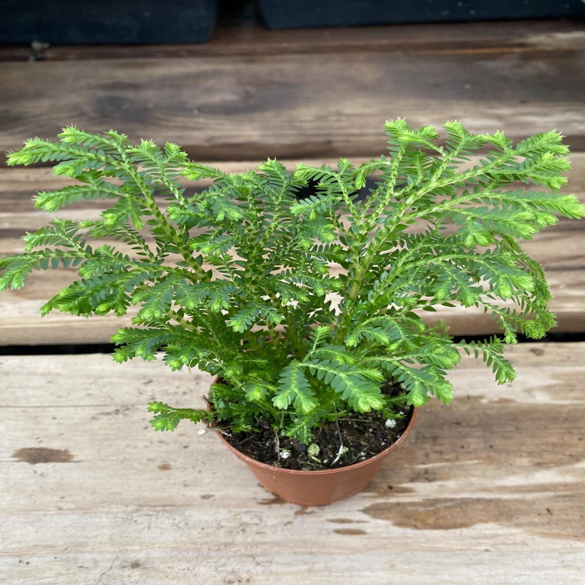 2" Selaginella, Frosty