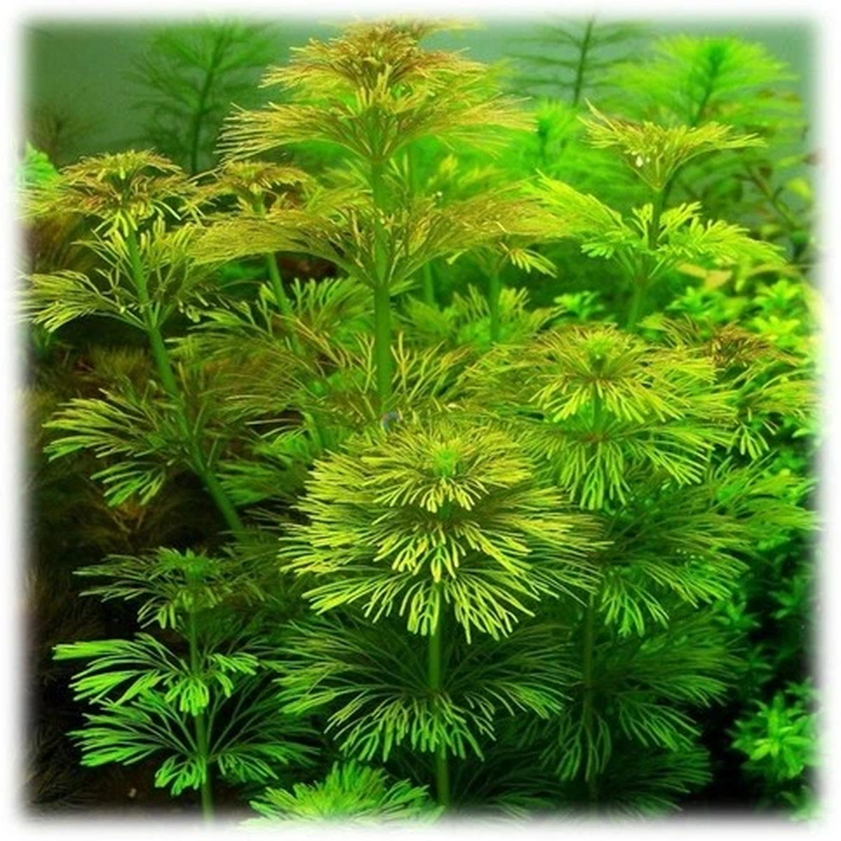 500 Seeds Limnophila Sessiliflora Moss Aquarium Plant Seeds Water Aquatic Grass