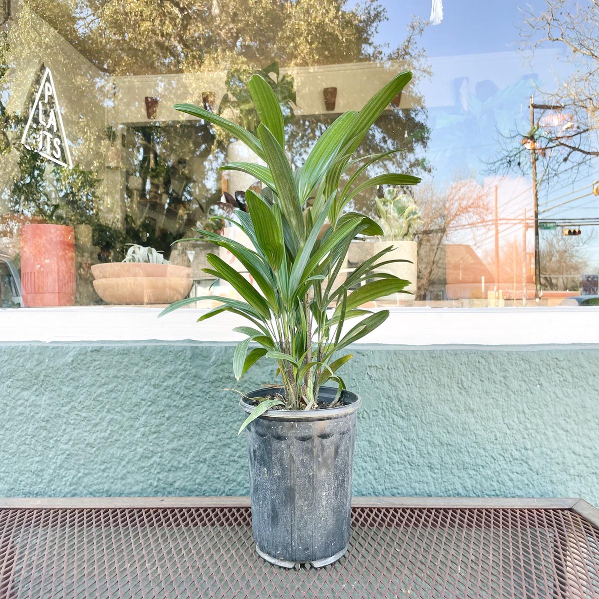 6" Rhapis Palm