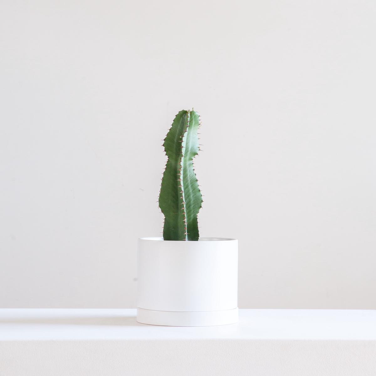 7.25" ROMEY WHITE WITH 6" ASSORTED EUPHORBIA