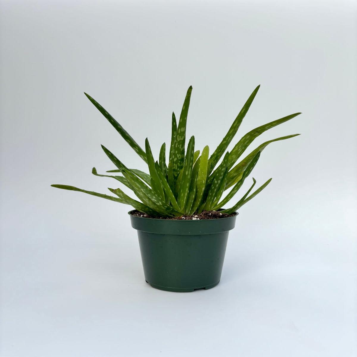 Aloe Vera 4"
