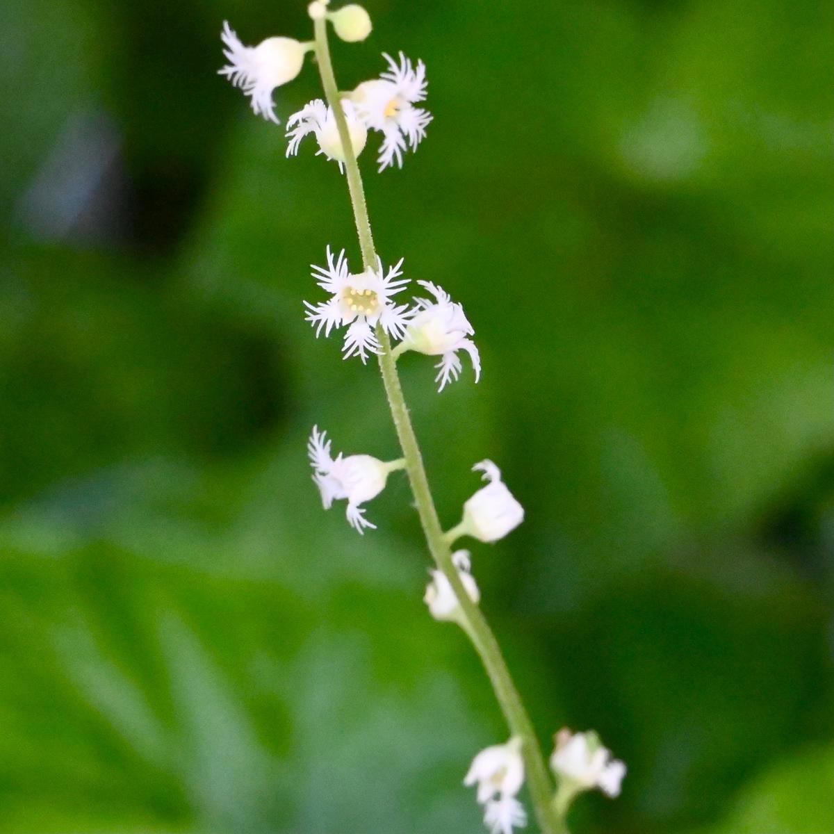 Bishops Cap (Mitella diphylla) 2x2x3" Pot