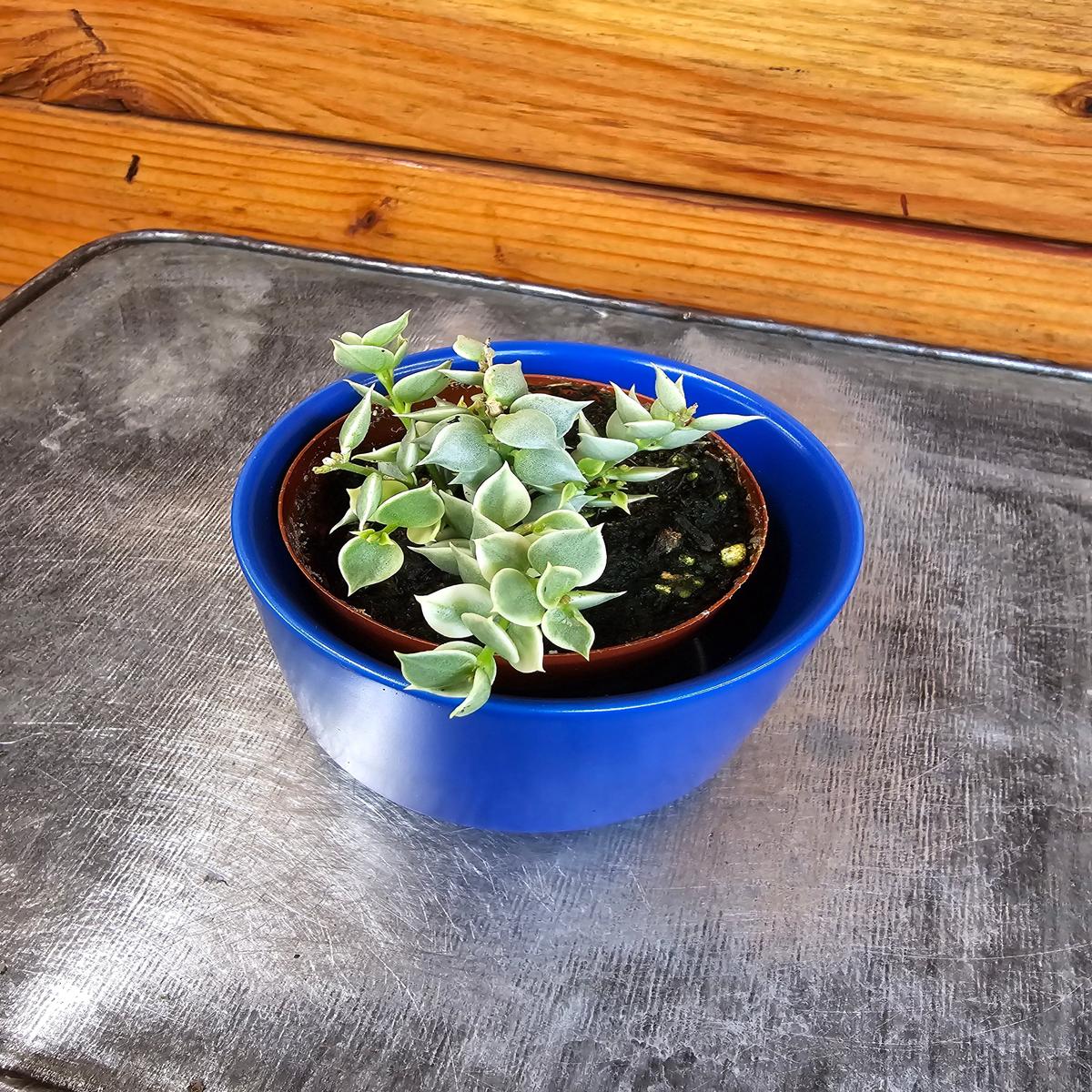 Dischidia Ruscifolia Variegated Million Hearts, 2" Plant