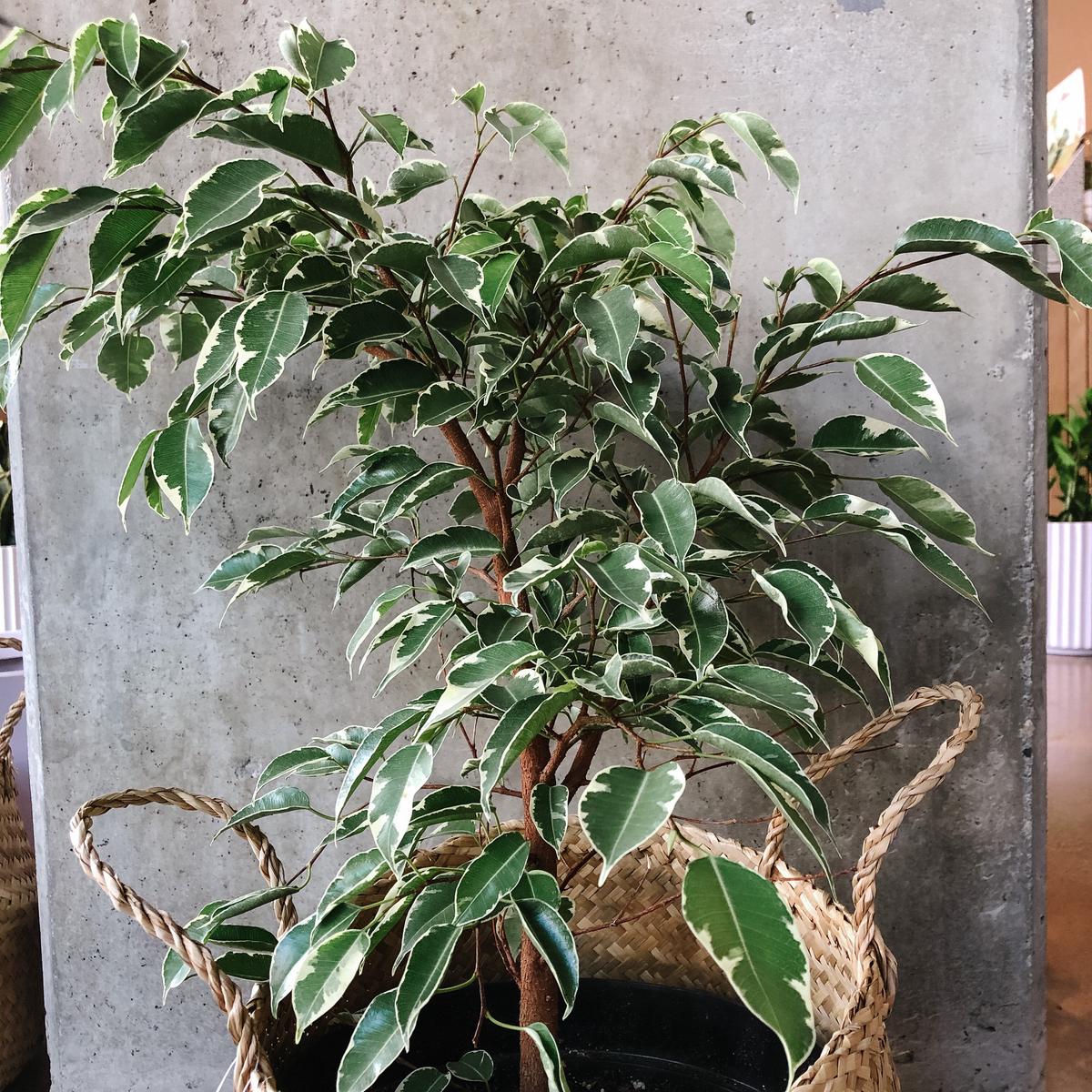 Ficus Benjamina Variegata