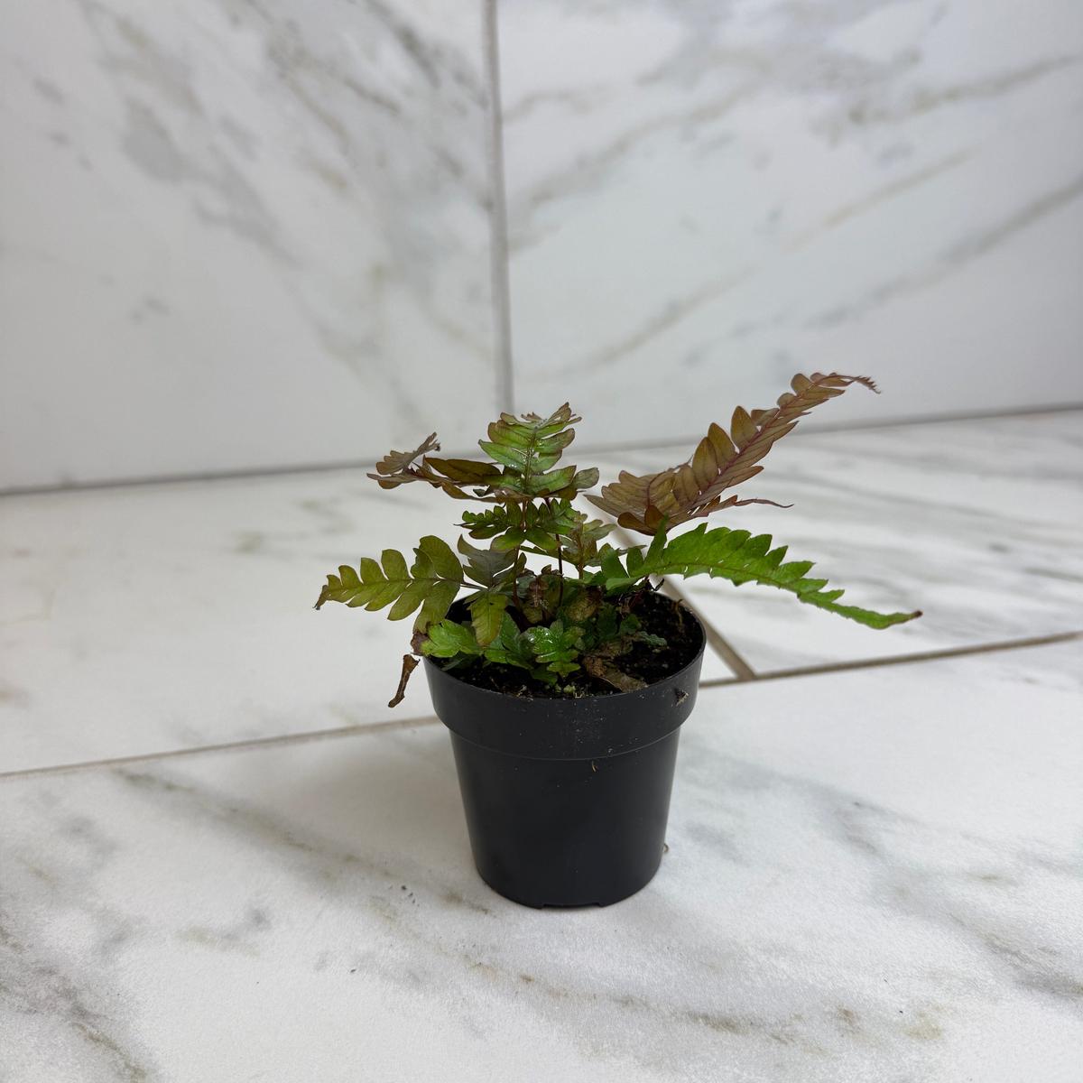 Pteris Quadriautria 'Tricolor' Fern, 2" Plant