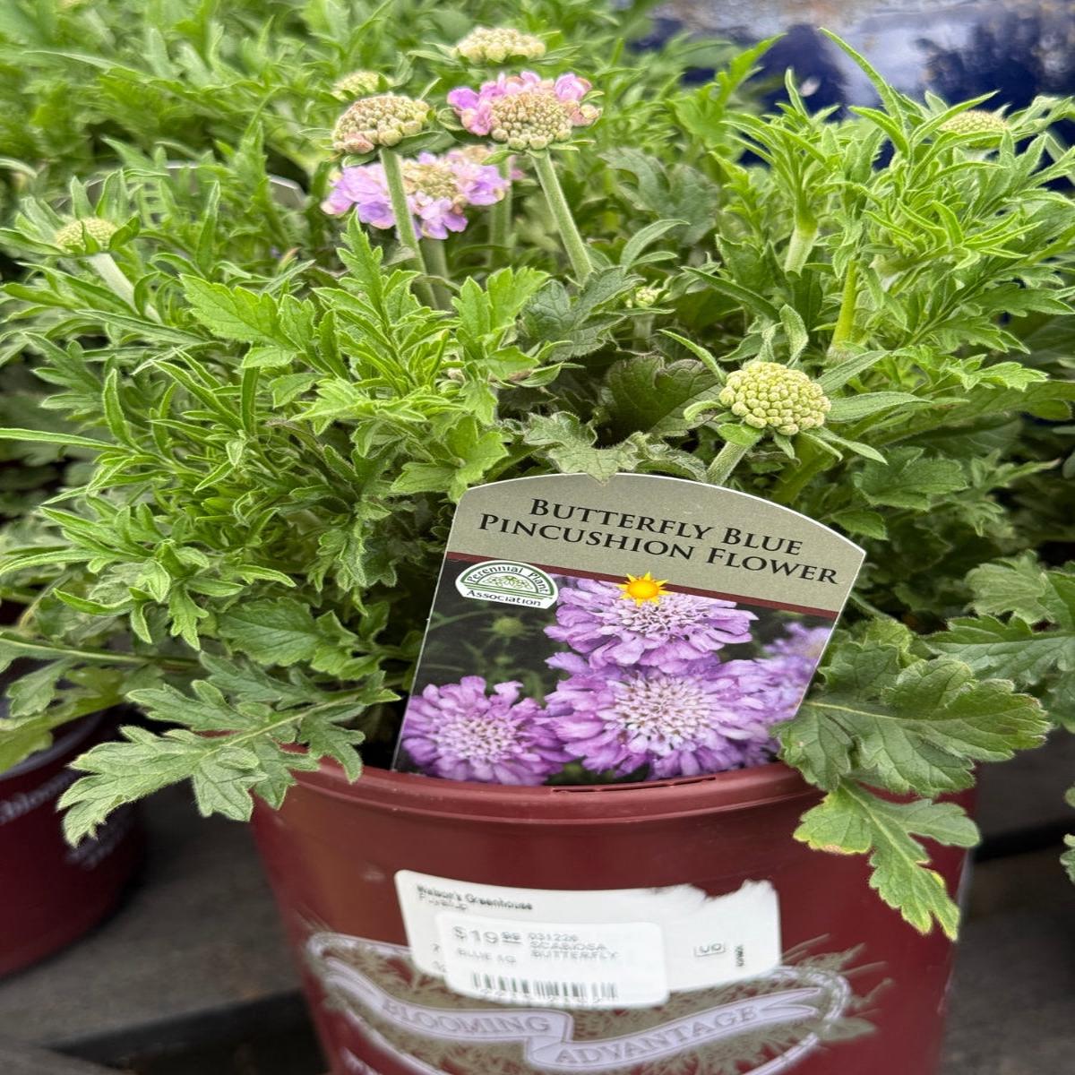 Scabiosa Pincushion Flower Butterfly Blue 1G