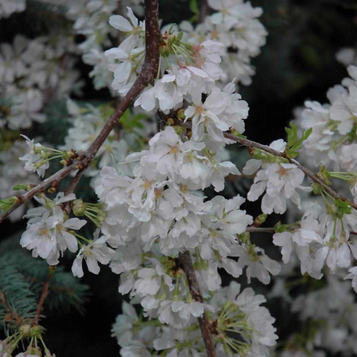 Snow Fountains Weeping Higan Cherry Tree