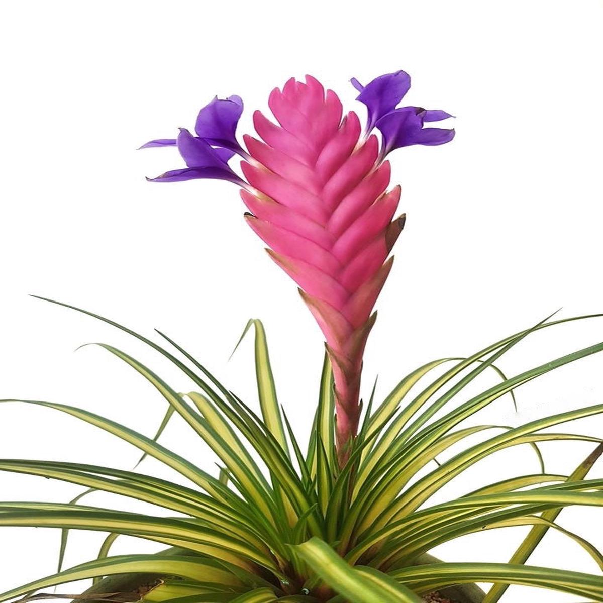Tillandsia cyanea variegata