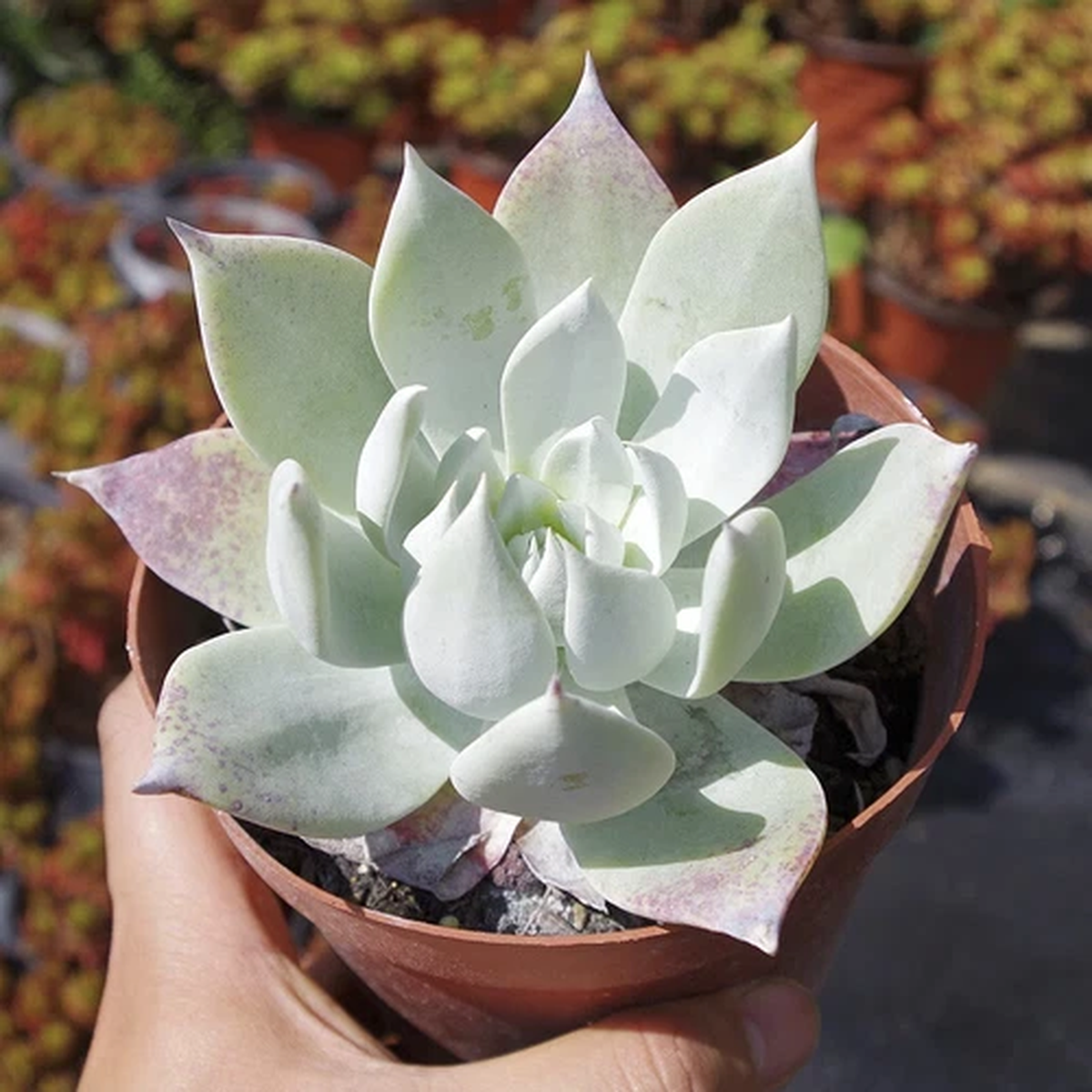 10cm Succulent Plant Dudleya Pulverulenta Crassulaceae Home Garden Beautiful