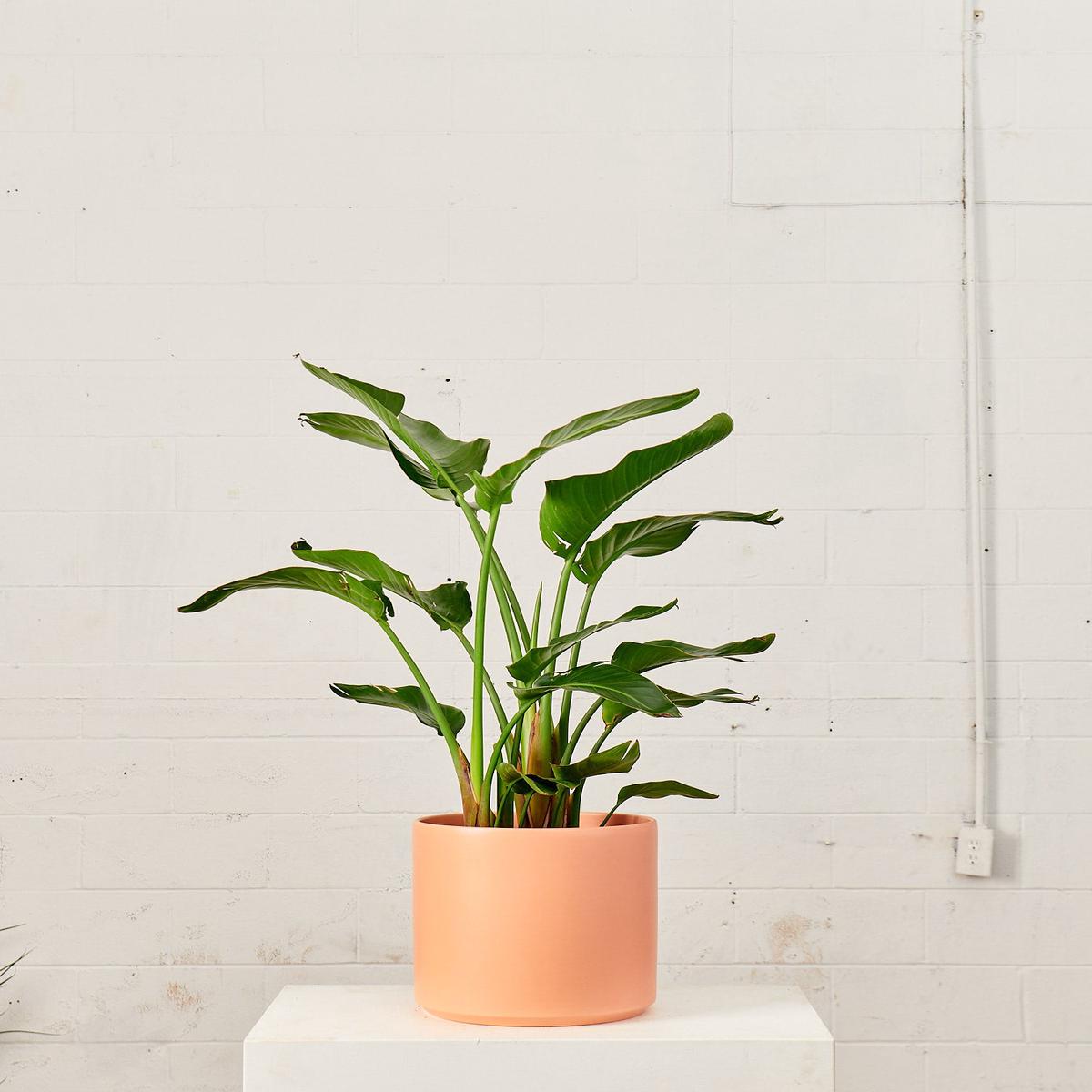 12 Inch REVIVAL CERAMICS - PEACHY COTTA - Medium