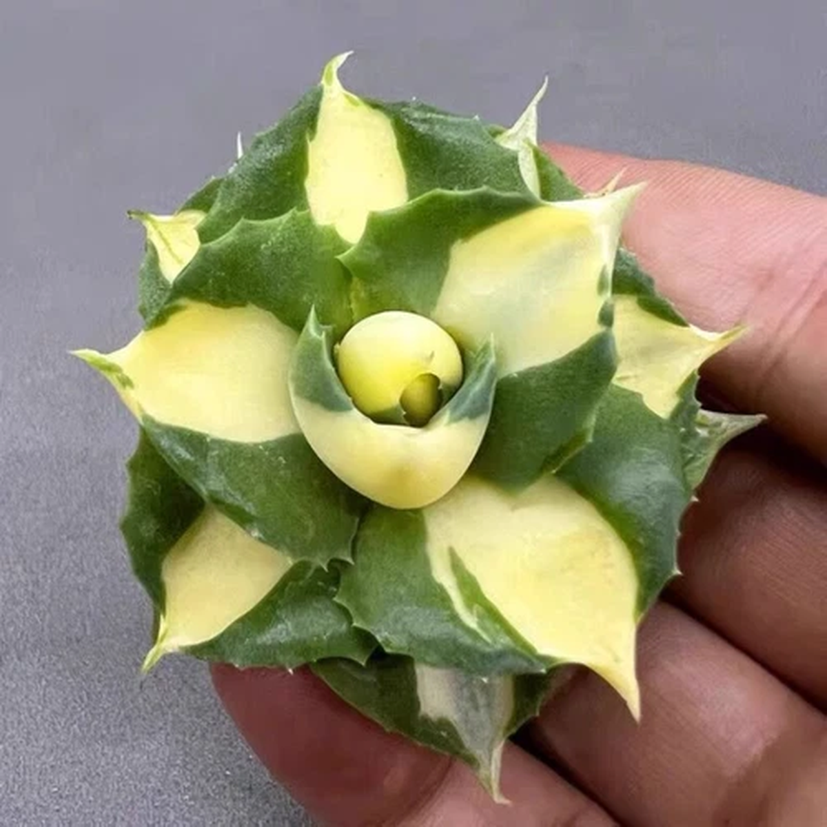 5CM Succulent Agave Plant Agave Potatorum Schaffeltii Compacta(Yellow) Beautiful