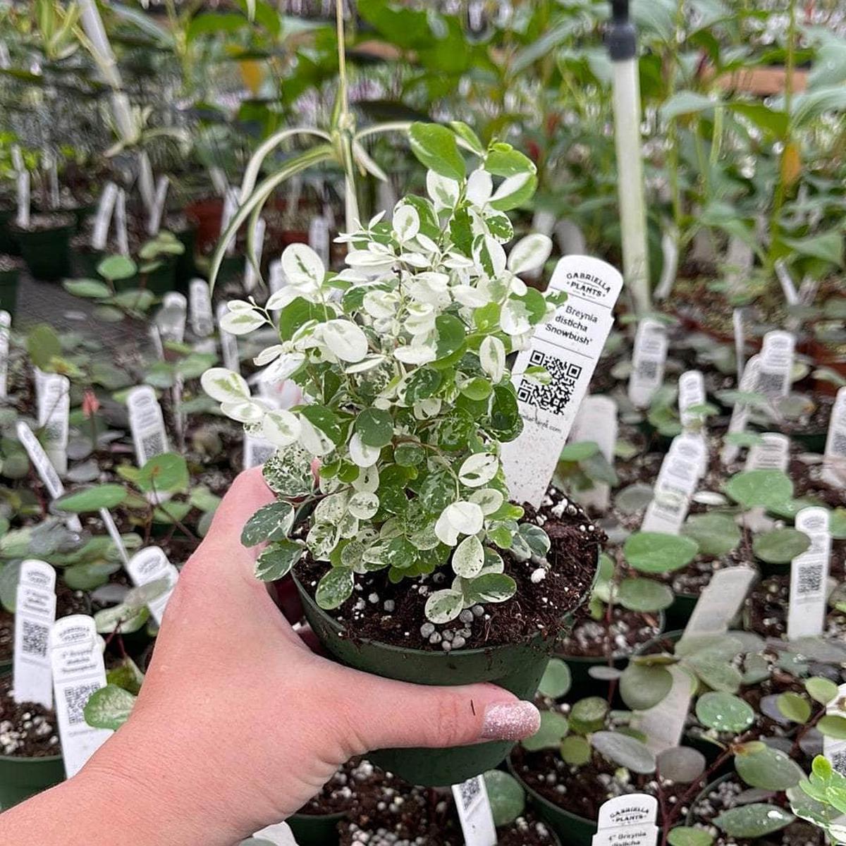 Breynia disticha 'Snowbush'