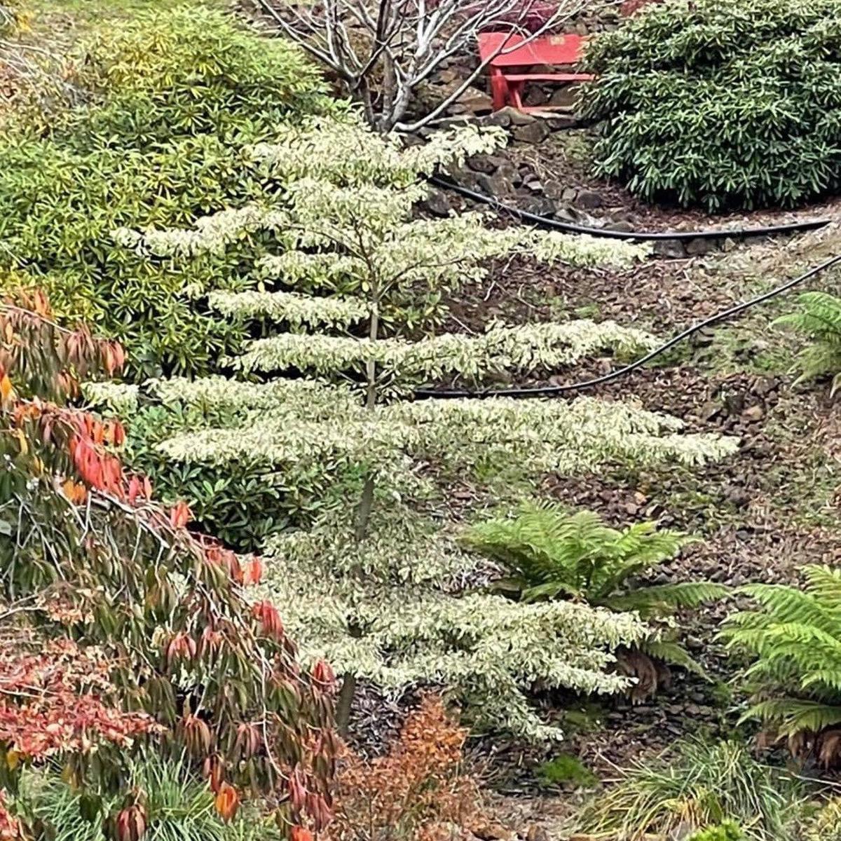 Cornus contraversa Variegata
