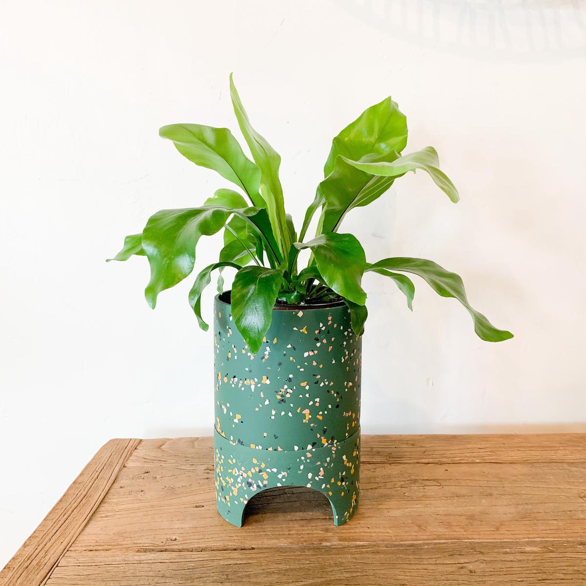Emerald Archie Planter Set