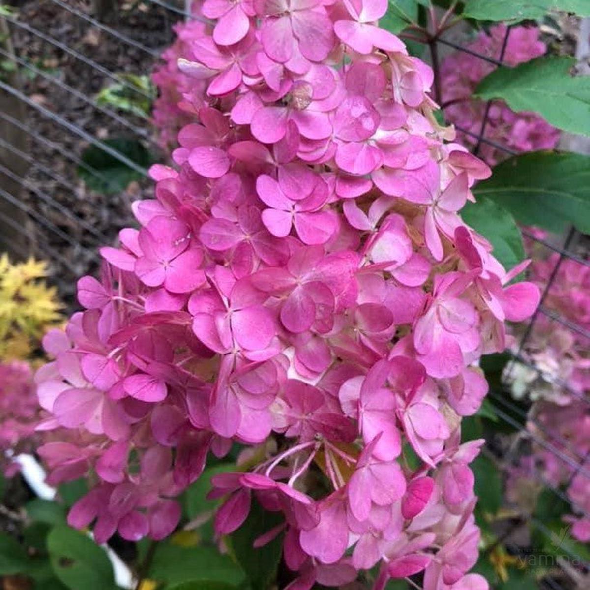 Hydrangea paniculata Diamond Rouge