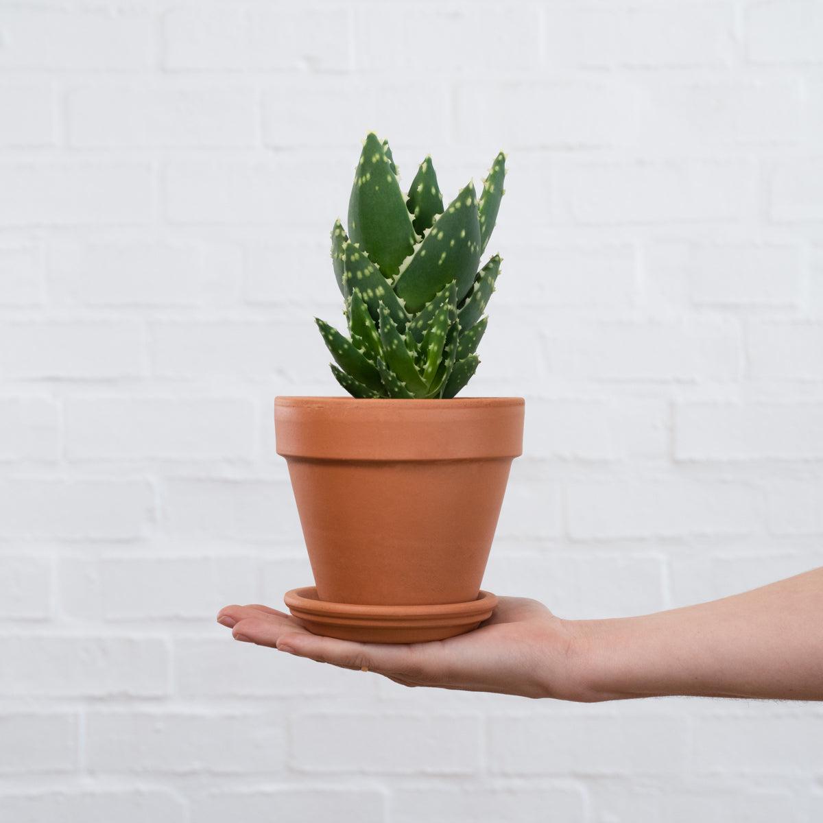 Jewelled Aloe