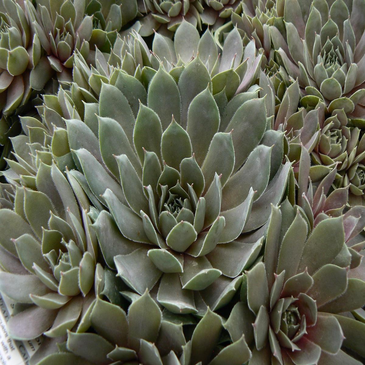 Pacific Blue Ice Hens & Chicks
