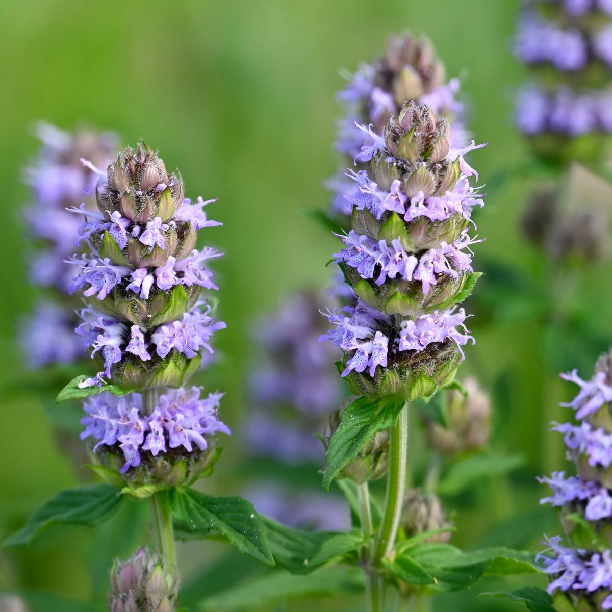 Pagoda Plant (Blephilia ciliata)