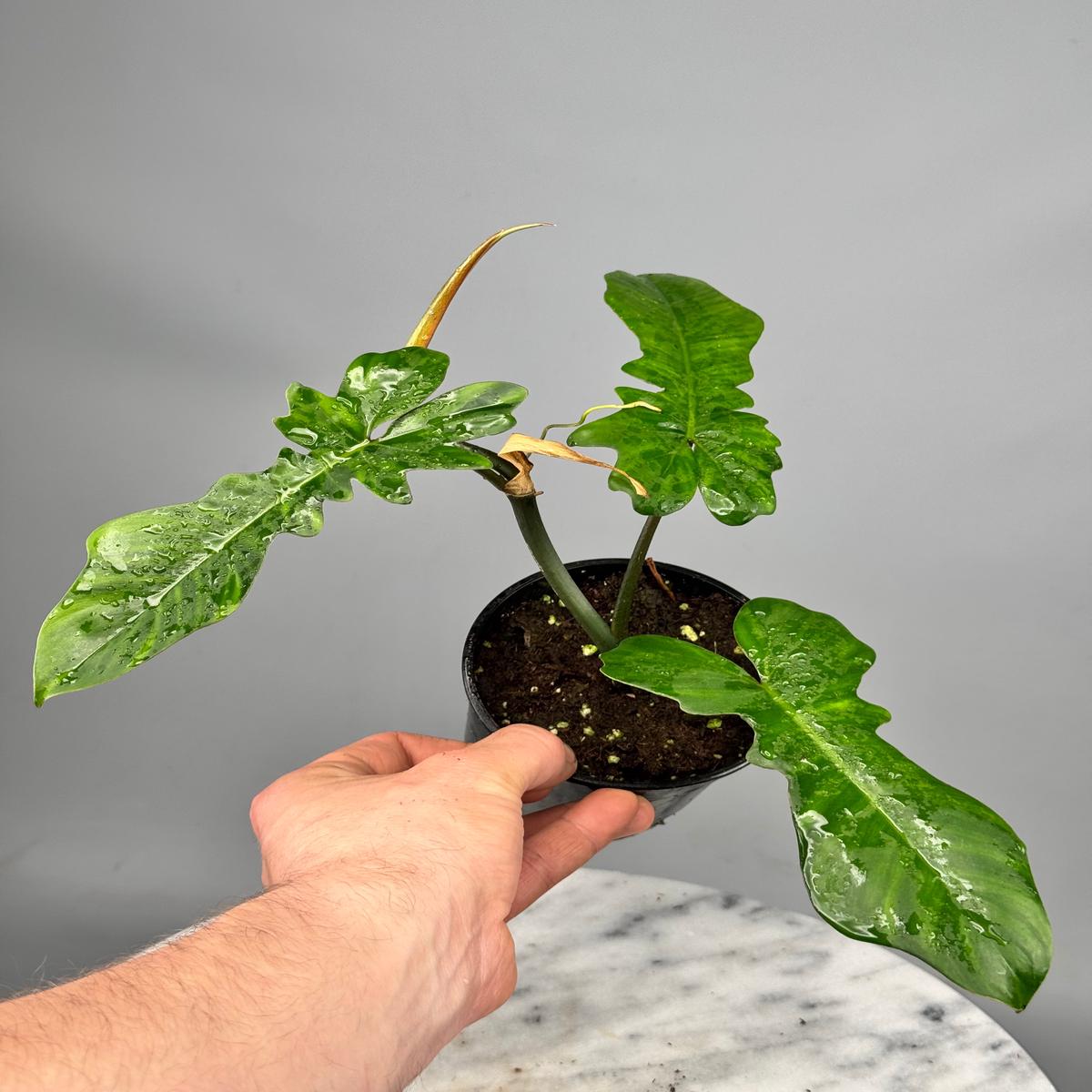 Philodendron pedatum  x  Bob Cee