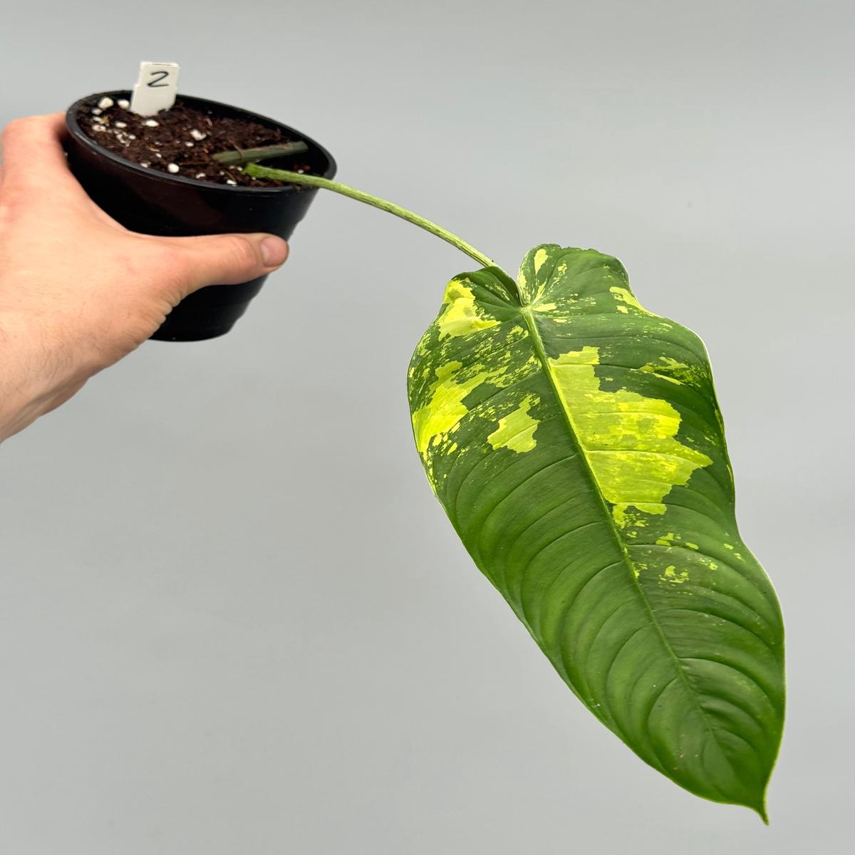 Philodendron sharoniae Mosquera Variegata (1 Leaf Cutting)