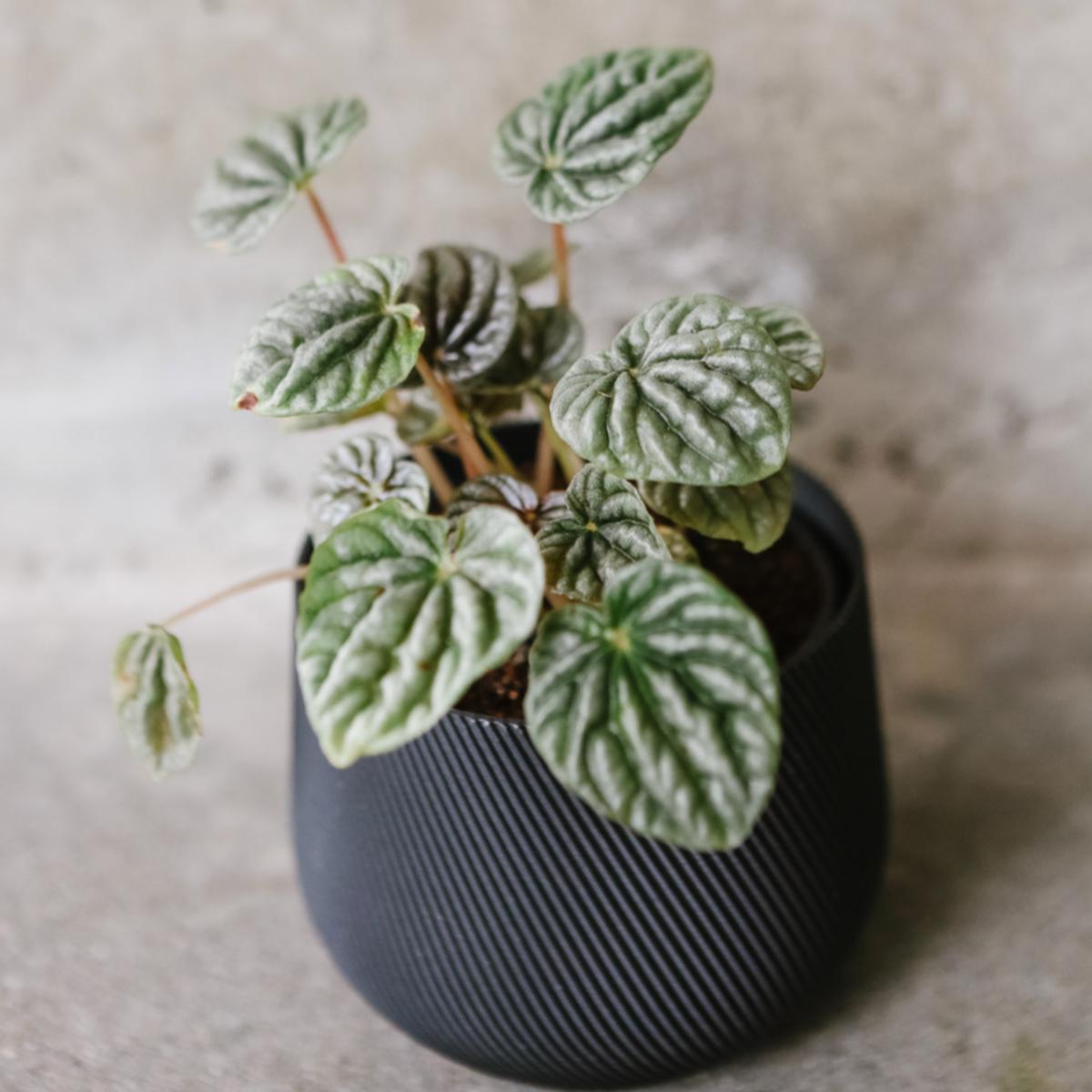 Ripple Peperomia