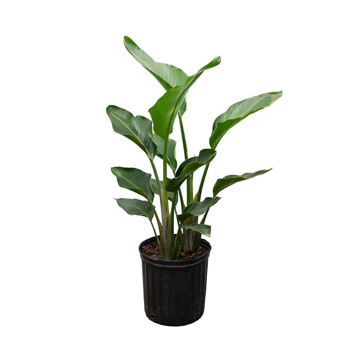 Strelitzia Nicolai/Birds Of Paradise 2-3' 10"