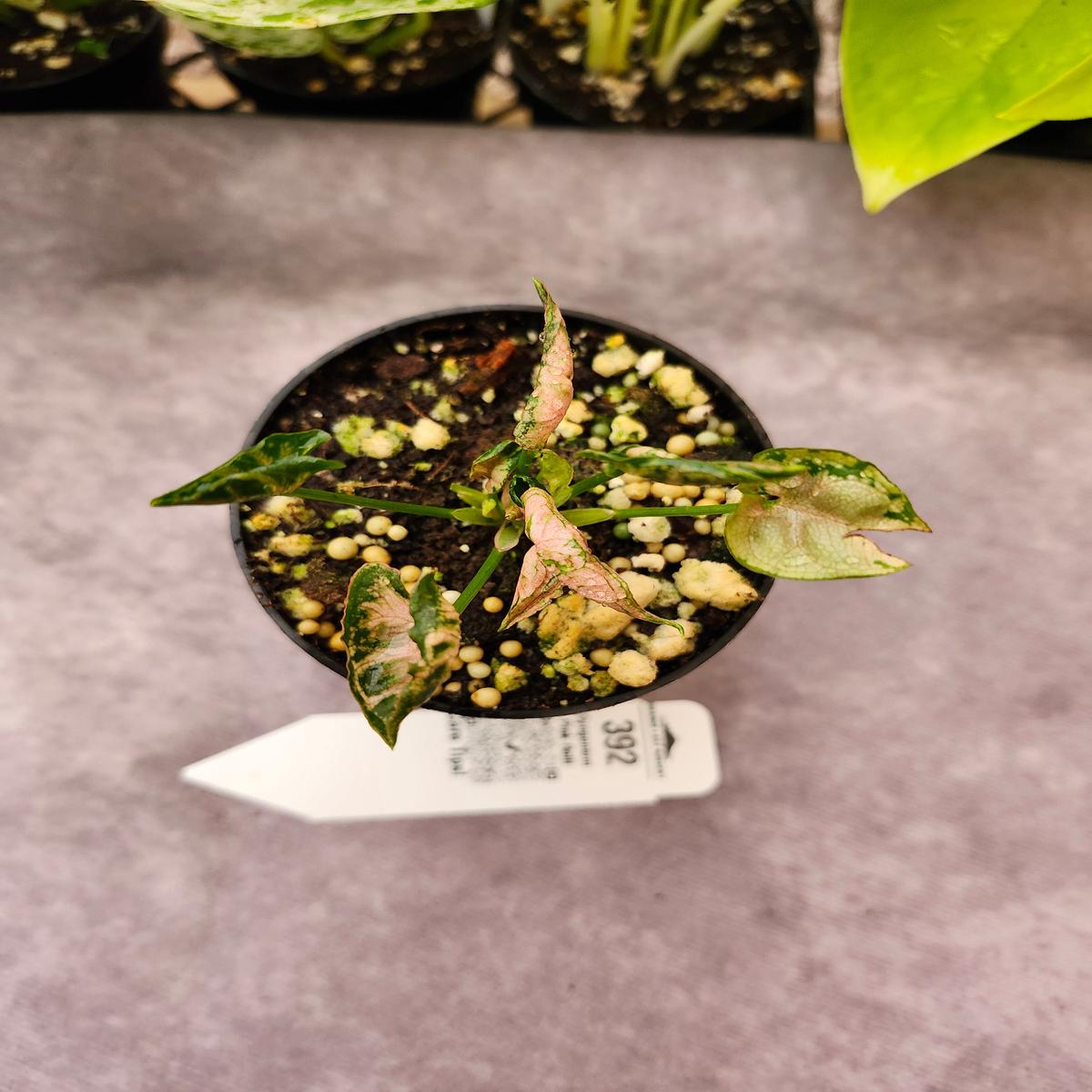 Syngonium Pink Rolli (3in)- 392