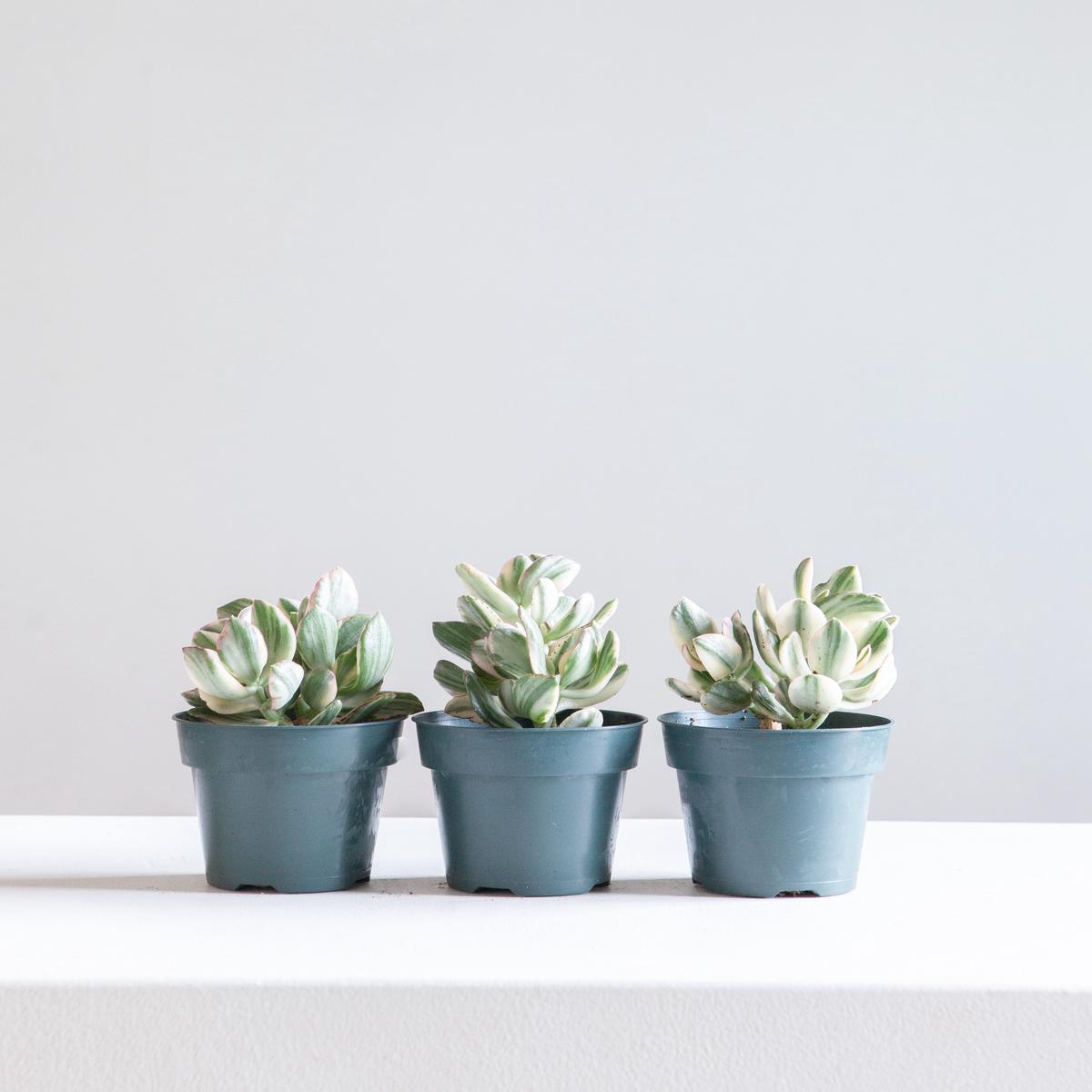Variegated Jade Plant: Crassula ovata - 4 inch pot