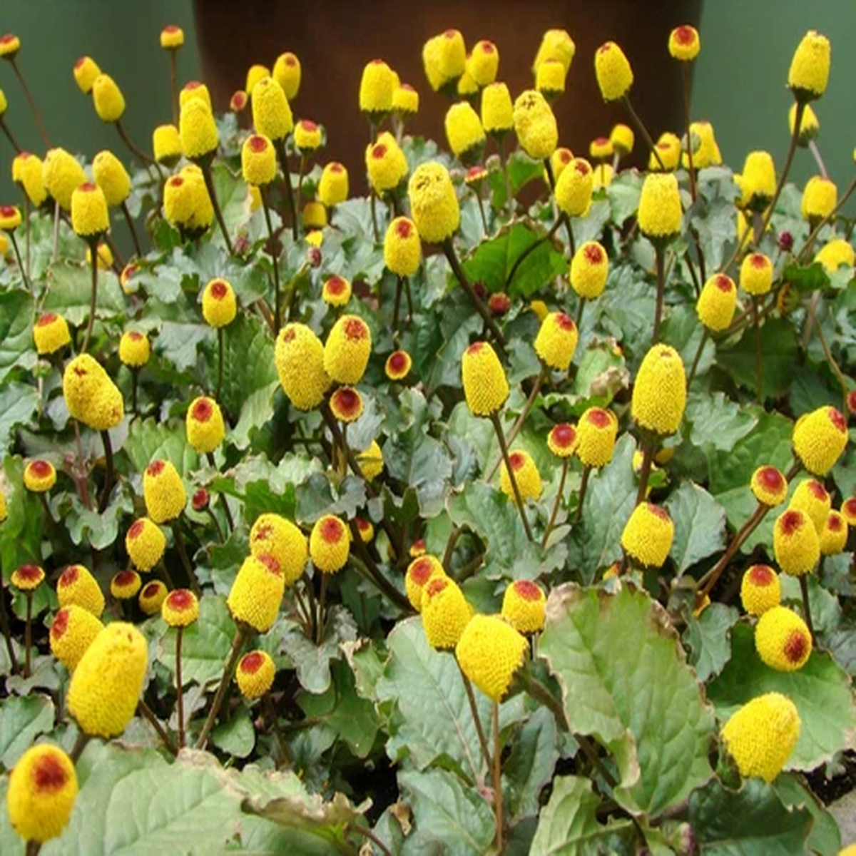 100 TOOTHACHE / EYEBALL PLANT Spilanthes Oleracea Flower Seeds Red Yellow CombSH