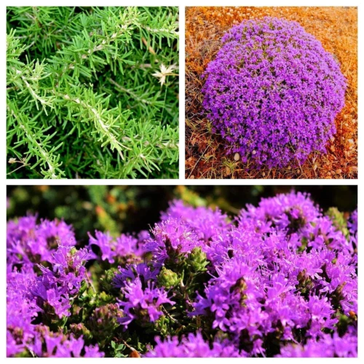 40 CONEHEAD THYME Thymus Capitatus Thymbra Mediterranean Herb Flower Seeds