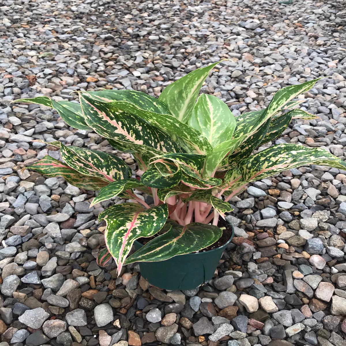 6" Chinese Evergreen Sparkling Sarah